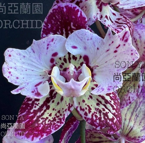 Taiwan orchidea phalaenopsis - taiwan,