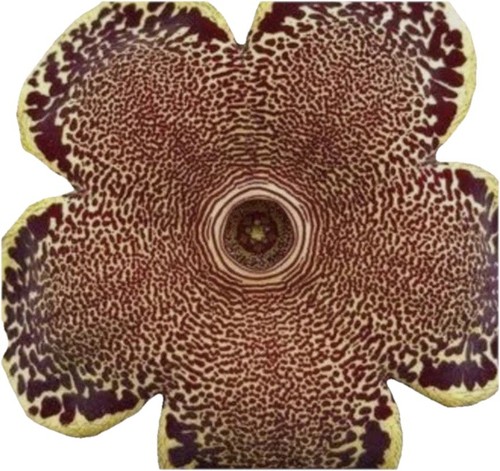 Edithcolea grandis maji - edithcolea,