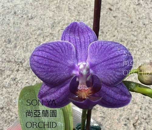 Taiwan orchidea phalaenopsis - orchidea,