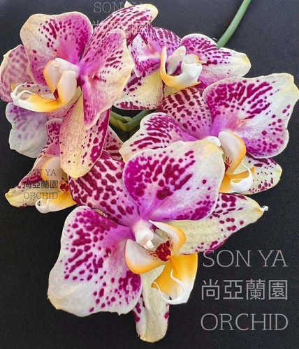 Taiwan orchidea phalaenopsis - taiwan,