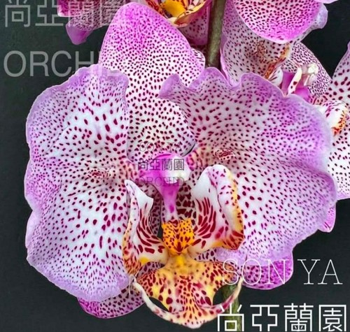 Taiwan orchidea phalaenopsis - taiwan,